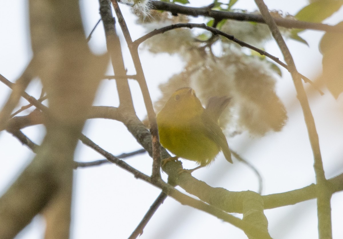 Wilson's Warbler - Kalpesh Krishna