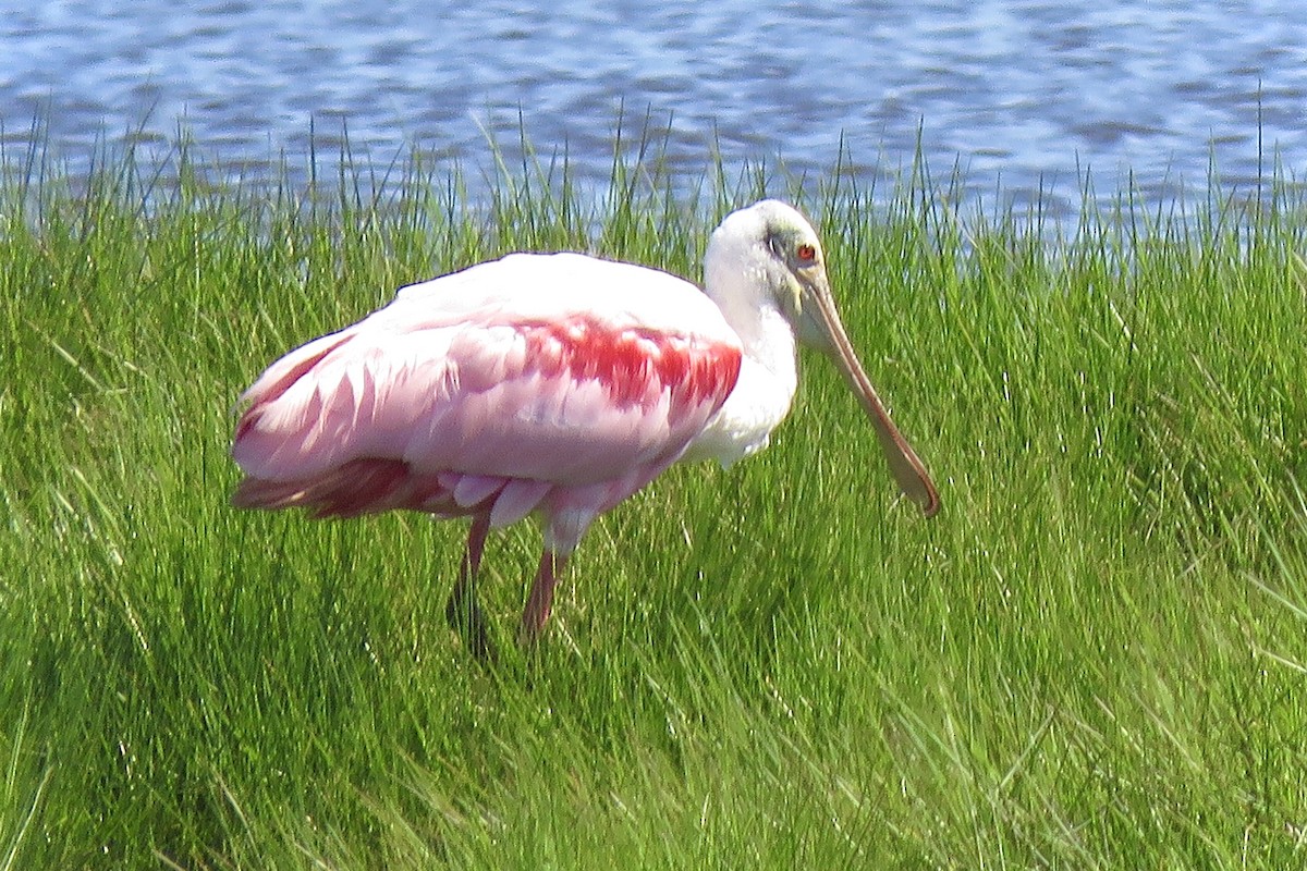 Roseate Spoonbill - ML339015341