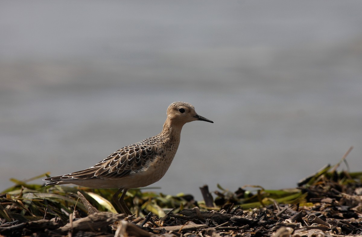 Buff-breasted Sandpiper - Yves Dugré