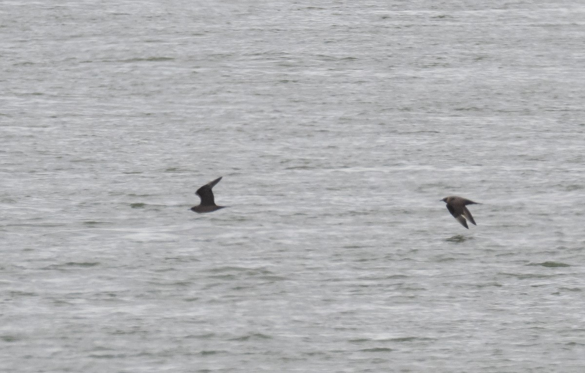 Parasitic Jaeger - ML339018121