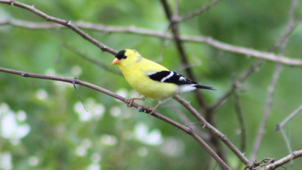 American Goldfinch - ML33901871