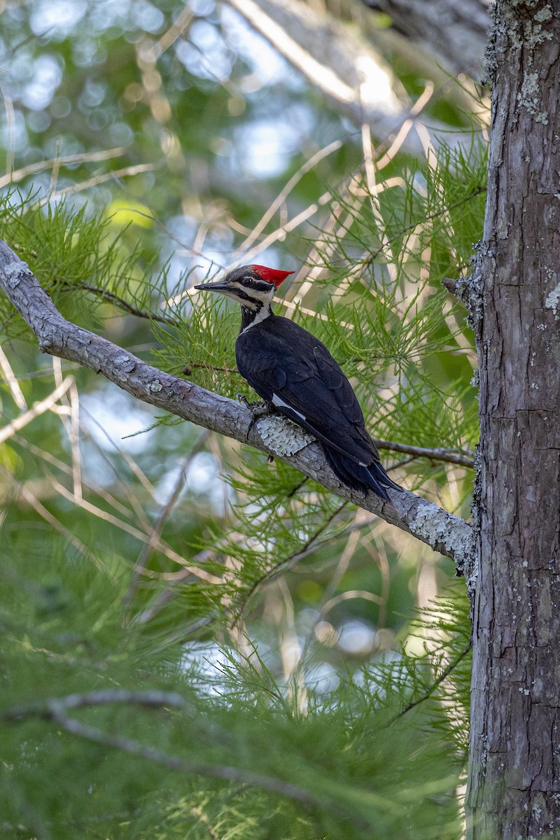 Pileated Woodpecker - ML339019121