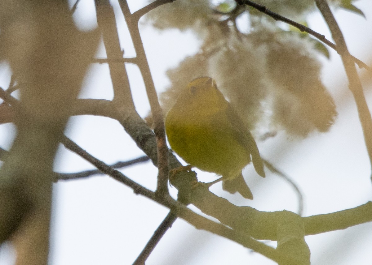 Wilson's Warbler - Kalpesh Krishna