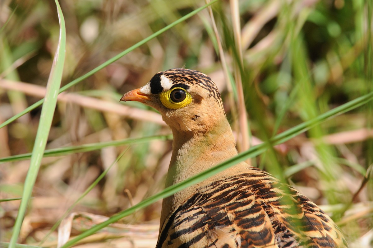 Four-banded Sandgrouse - ML339020481