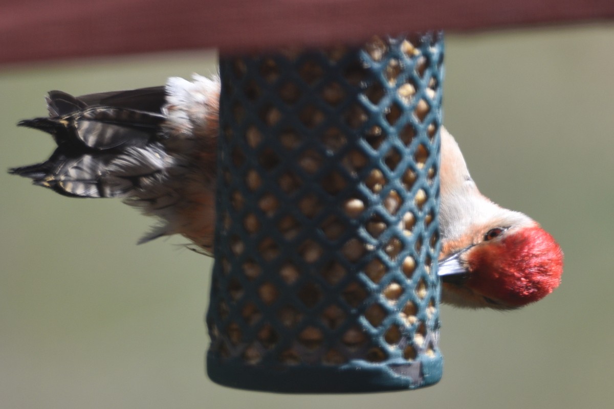 Red-bellied Woodpecker - ML339020541