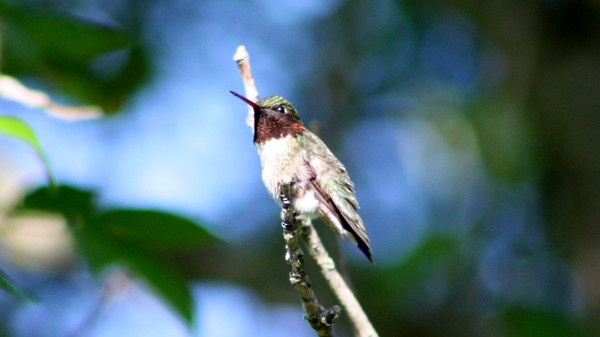 Ruby-throated Hummingbird - ML33902081