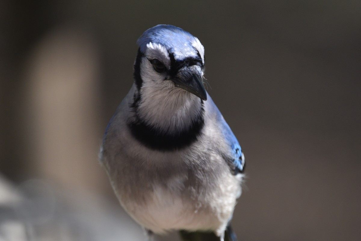 Blue Jay - ML339021071