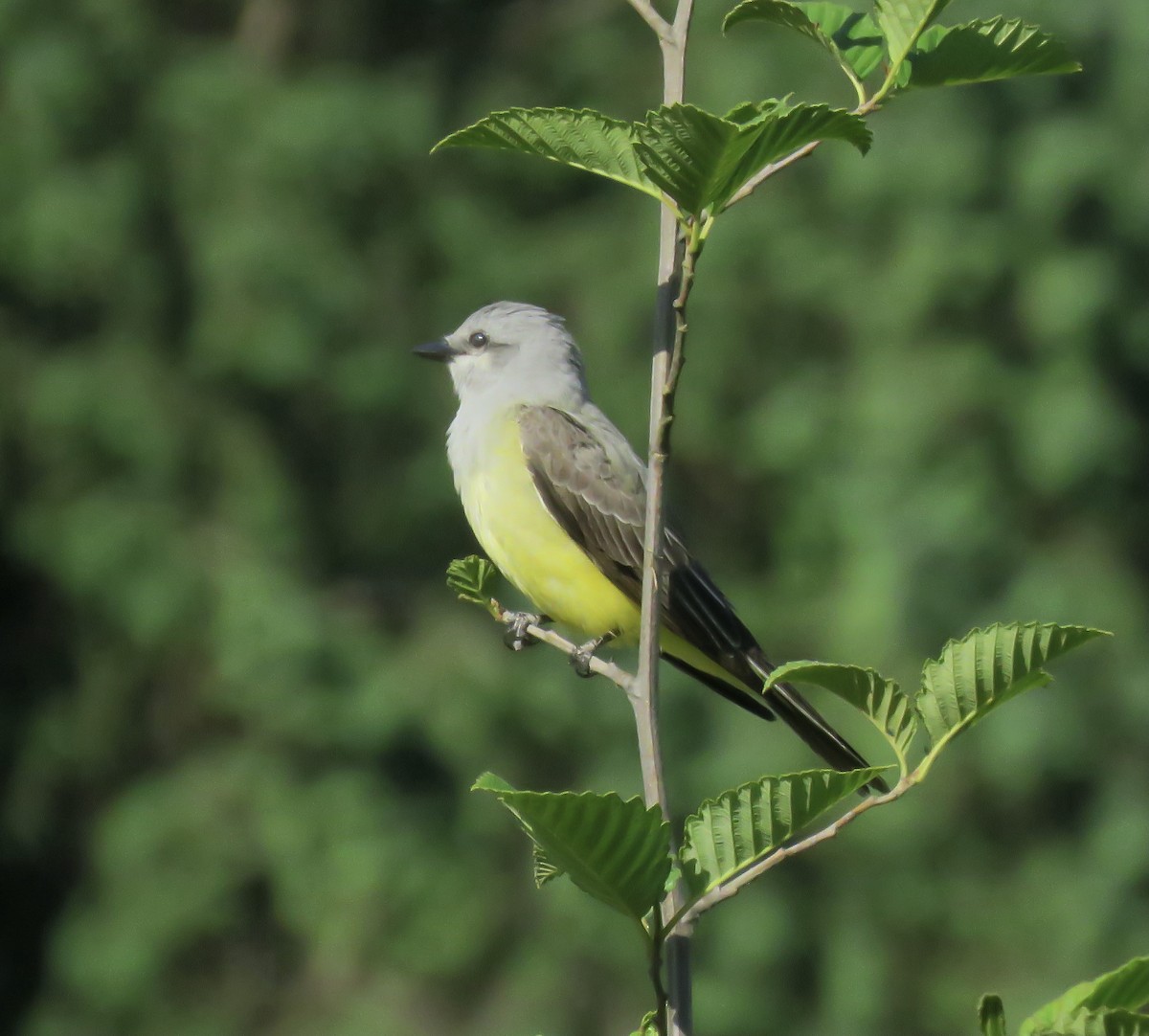 Western Kingbird - ML339022041