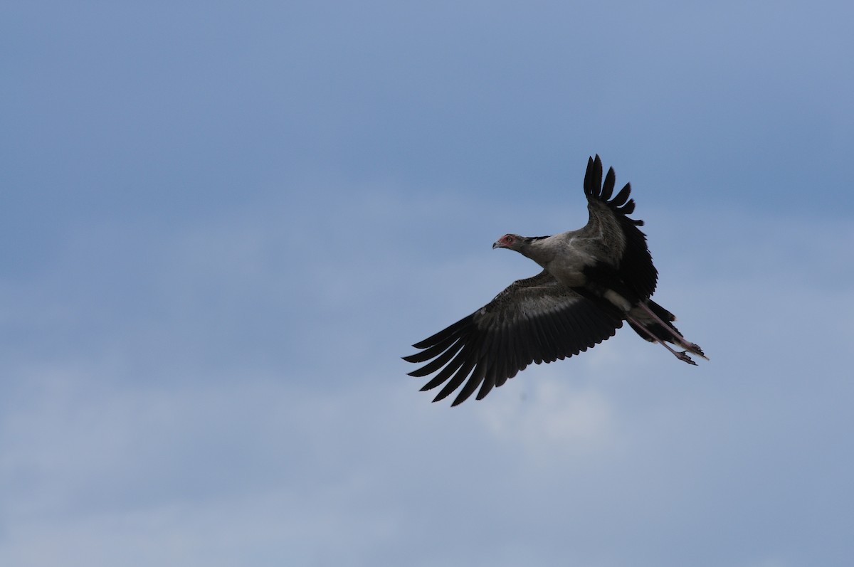 Secretarybird - Marek Latkowski