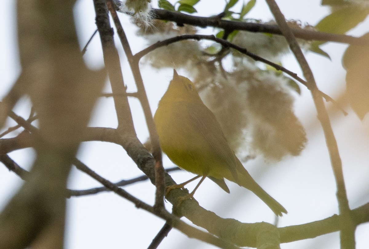Wilson's Warbler - Kalpesh Krishna