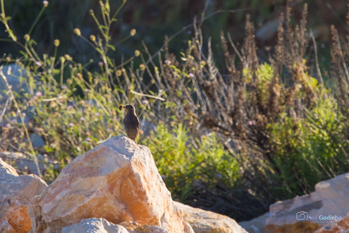 Blue Rock-Thrush - José Godinho