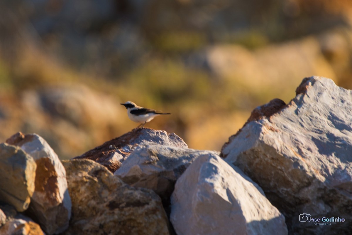 Western Black-eared Wheatear - José Godinho