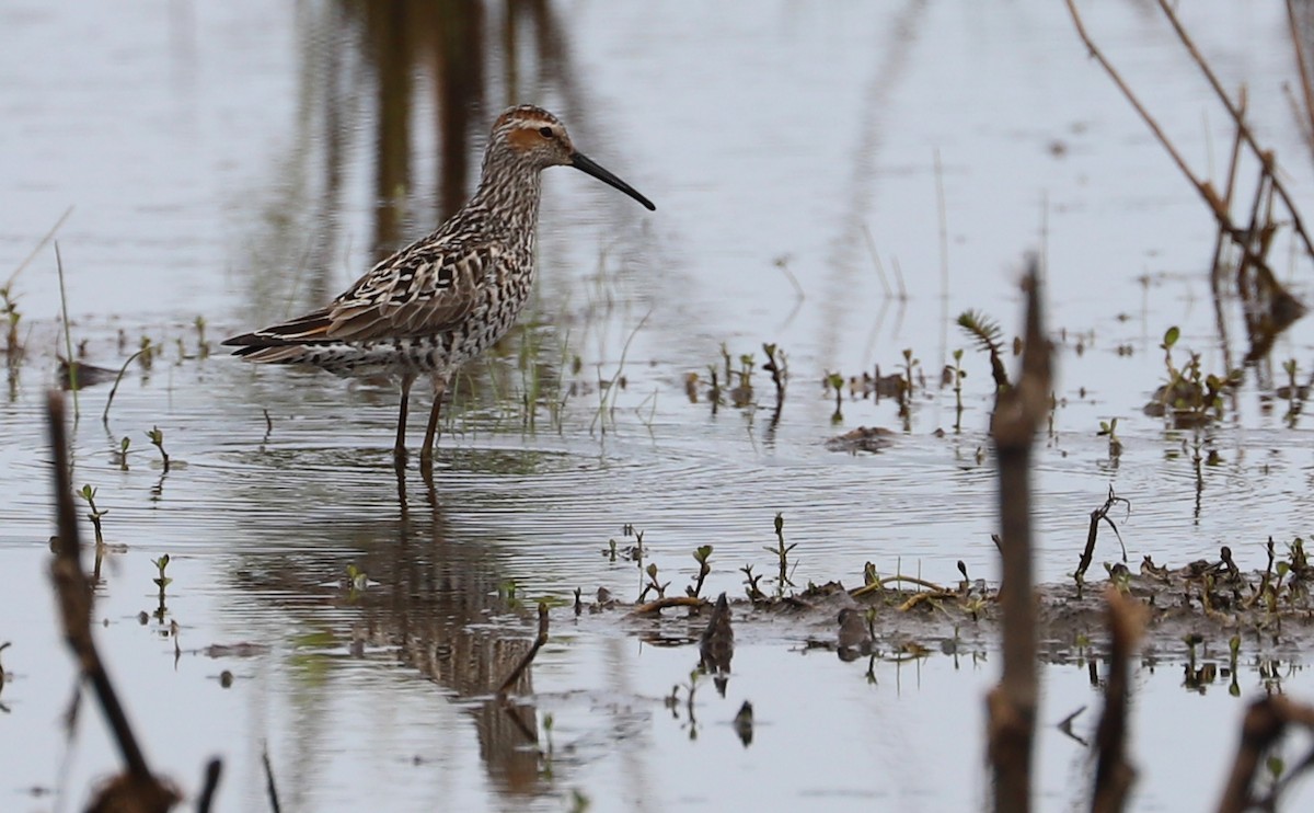 Stilt Sandpiper - Rob Bielawski