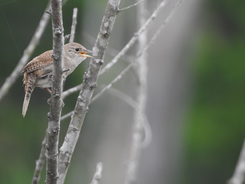 Northern House Wren - ML339025531