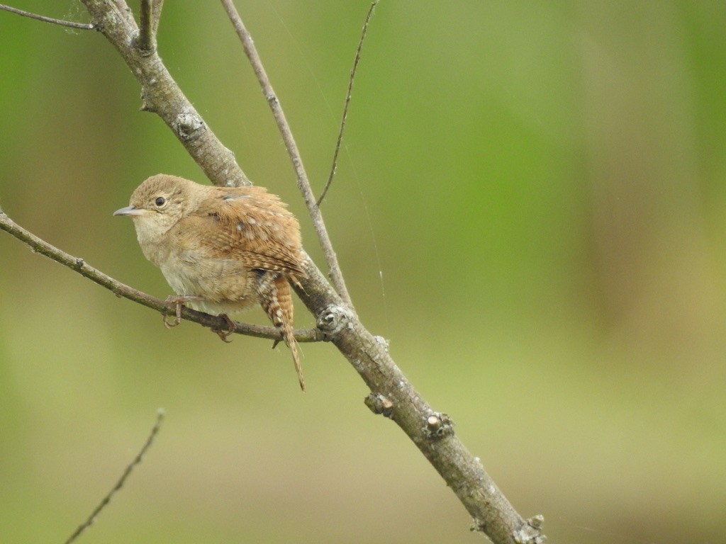 Northern House Wren - ML339025611
