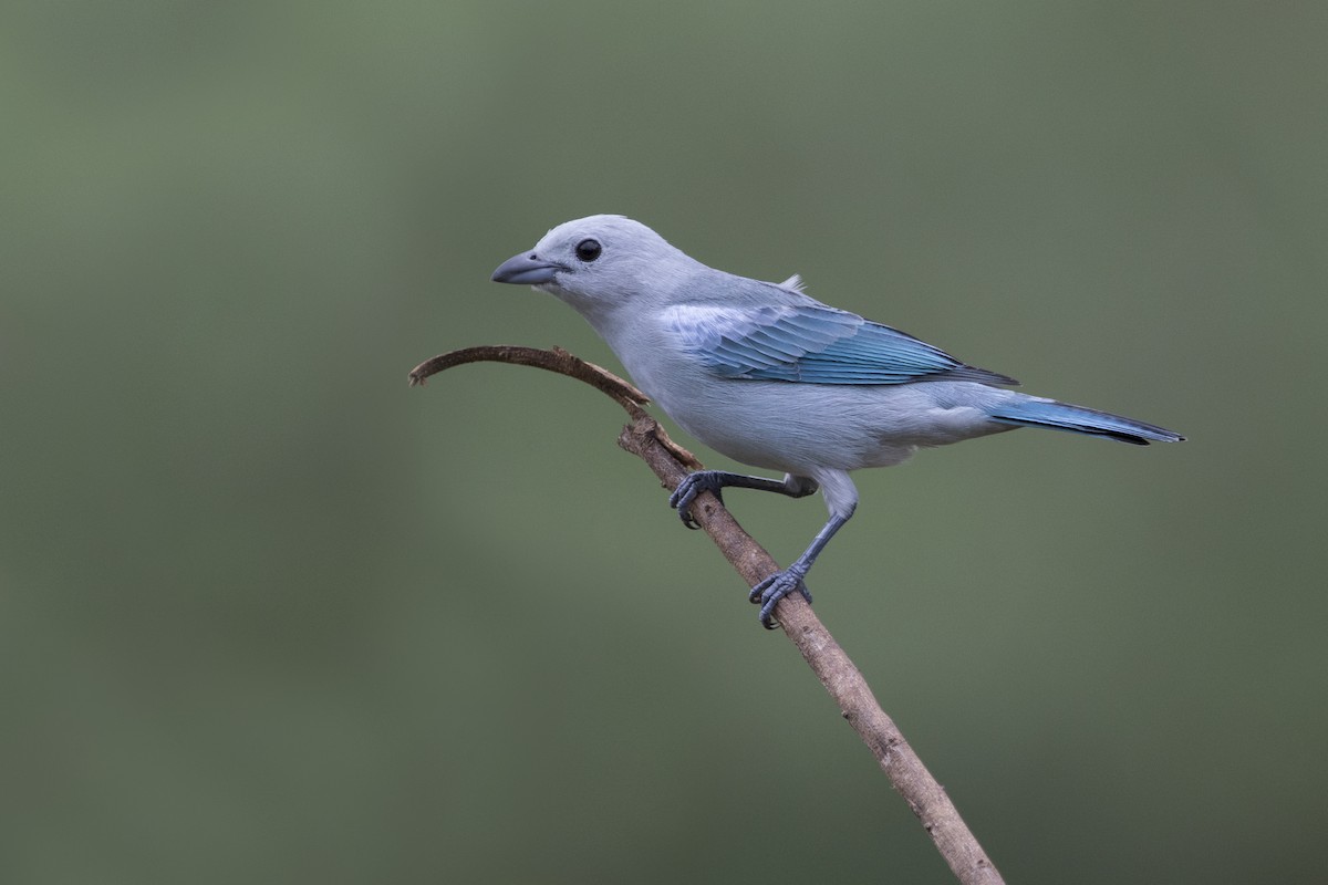 Blue-gray Tanager - ML339025971