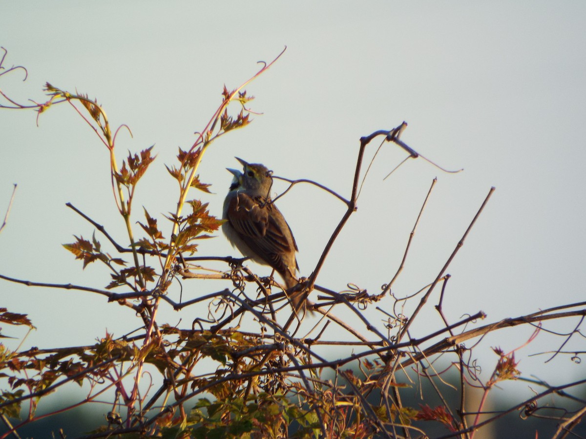 Dickcissel - ML339026351