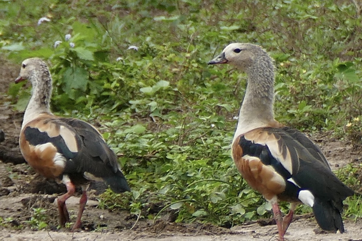 Orinoco Goose - Peter Kaestner