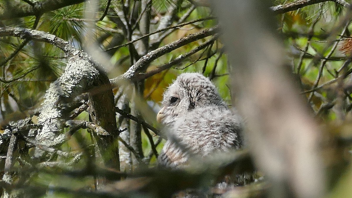 Barred Owl - Avery Fish