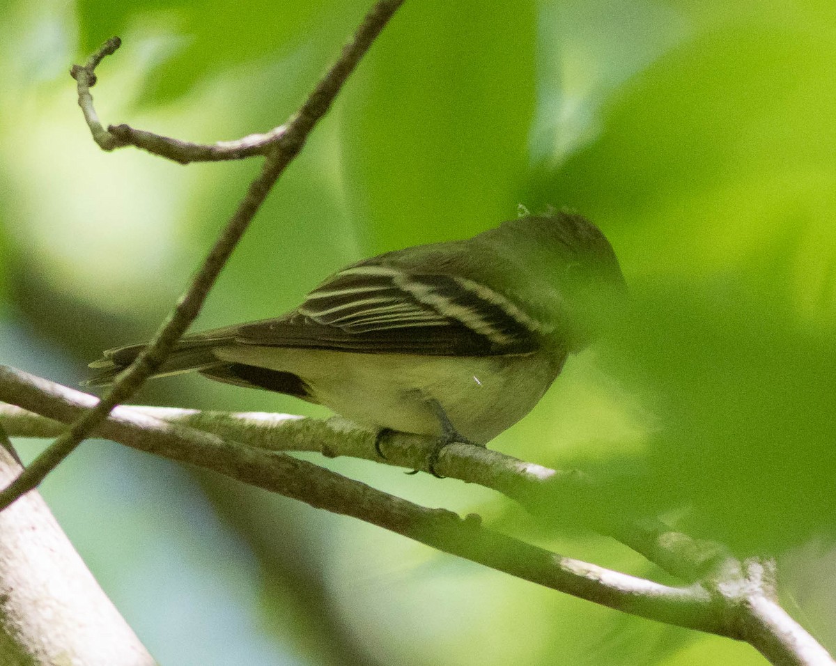 Acadian Flycatcher - ML339027641