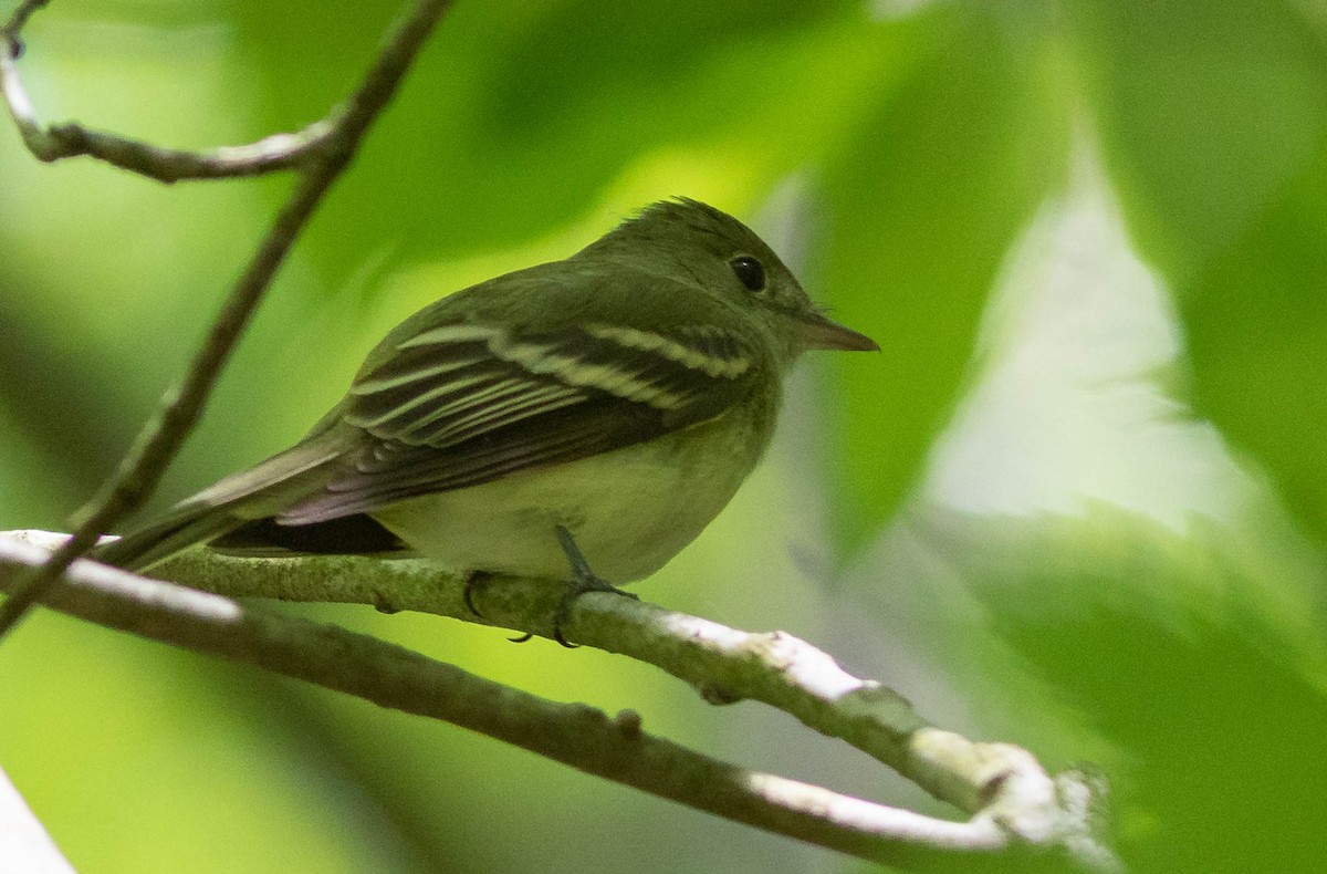 Acadian Flycatcher - ML339027651