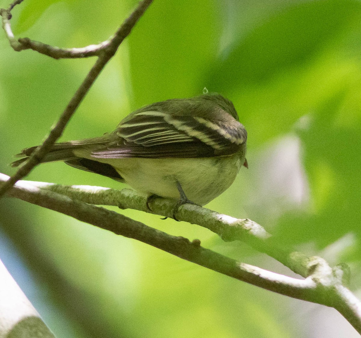 Acadian Flycatcher - ML339027661
