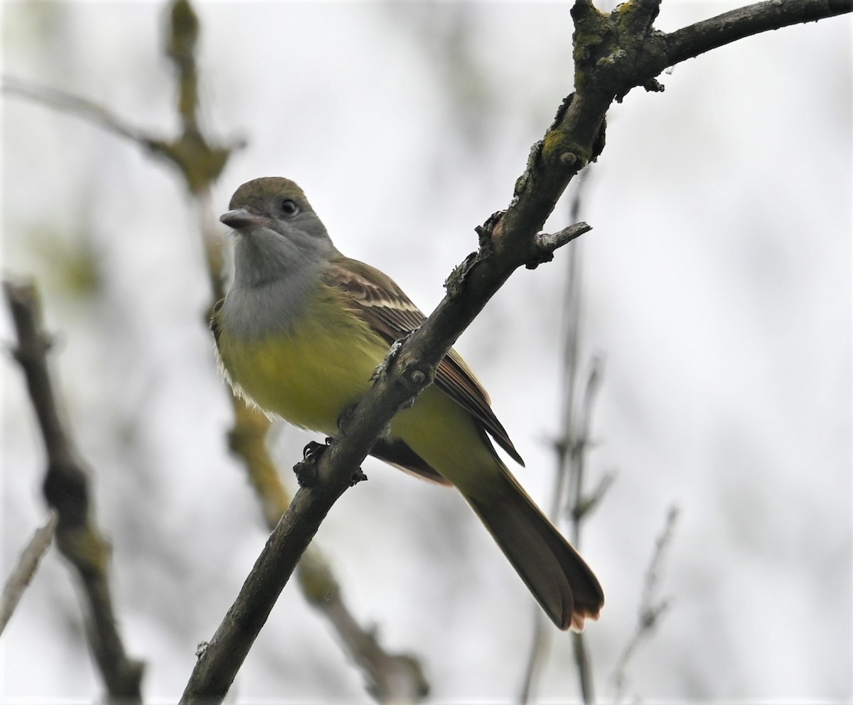 Great Crested Flycatcher - Estela Quintero-Weldon