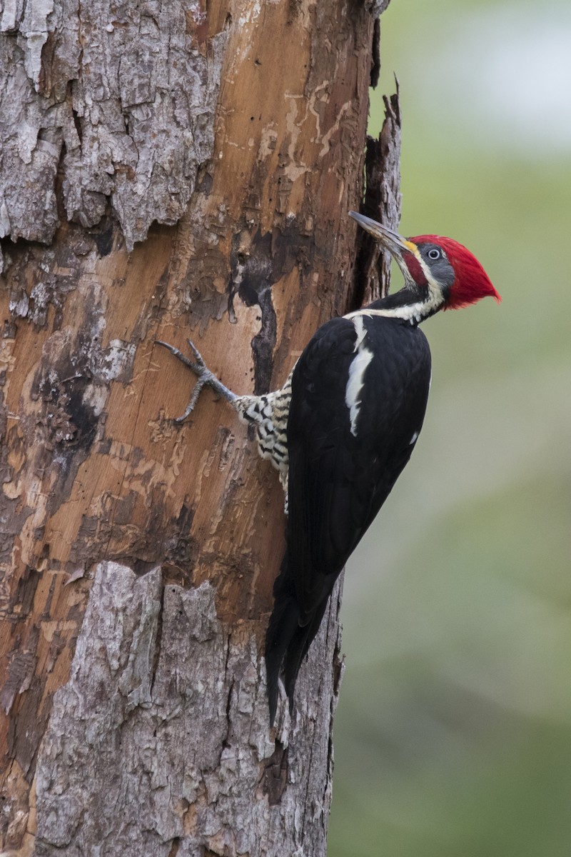 Lineated Woodpecker - ML339027921