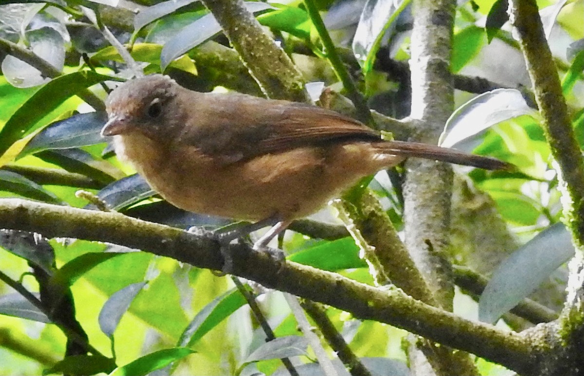 Sepik-Ramu Shrikethrush - ML339030101