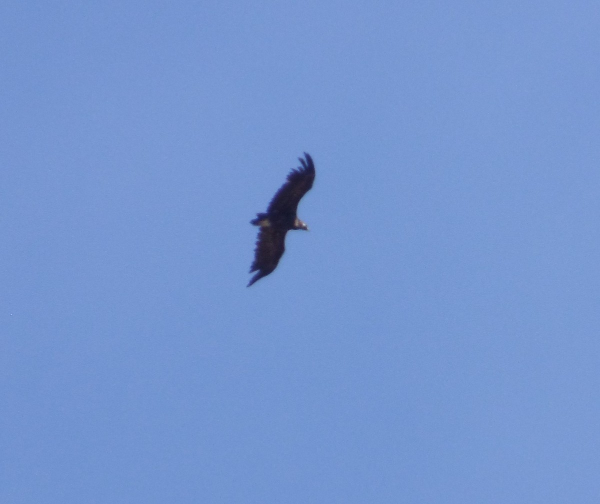 Cinereous Vulture - ML339030461