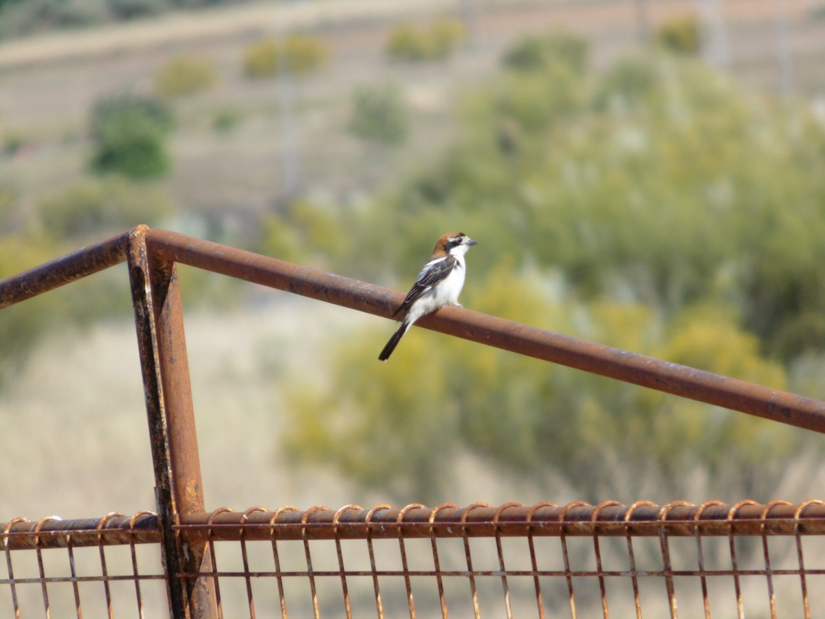Woodchat Shrike - ML339030631