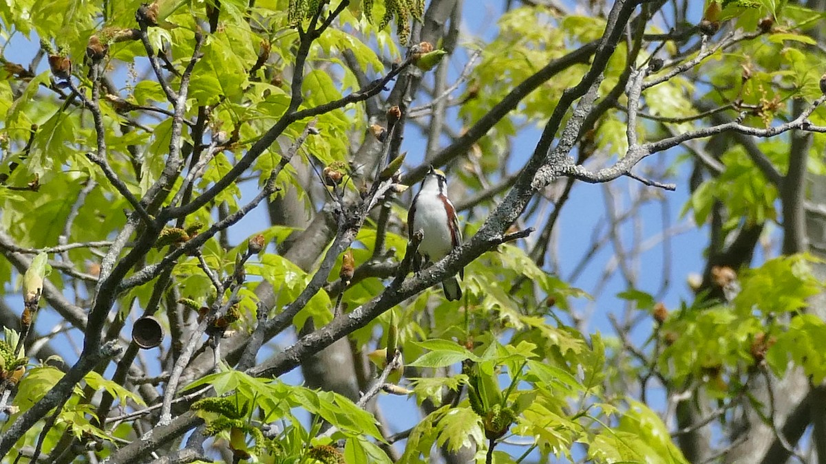 Gelbscheitel-Waldsänger - ML339030721