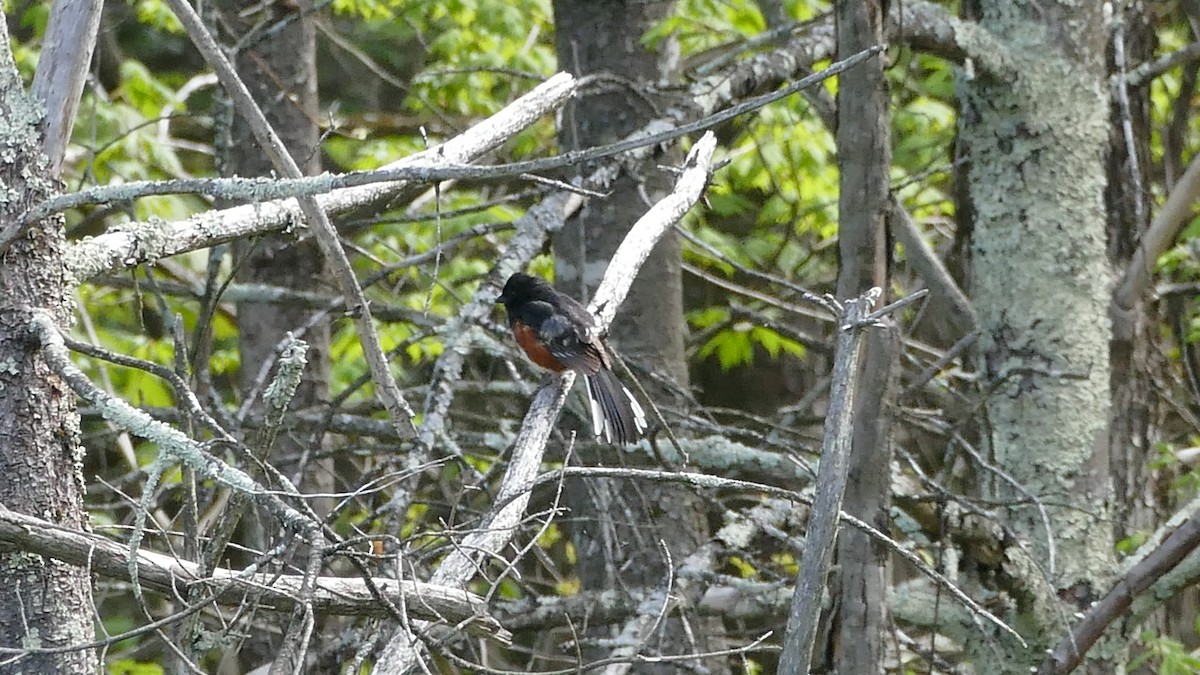 Eastern Towhee (Red-eyed) - Avery Fish