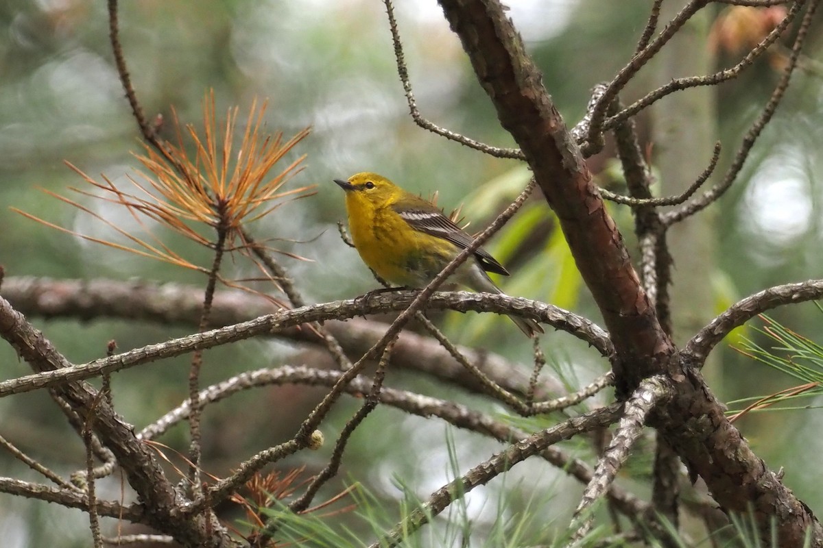 Pine Warbler - ML339032041