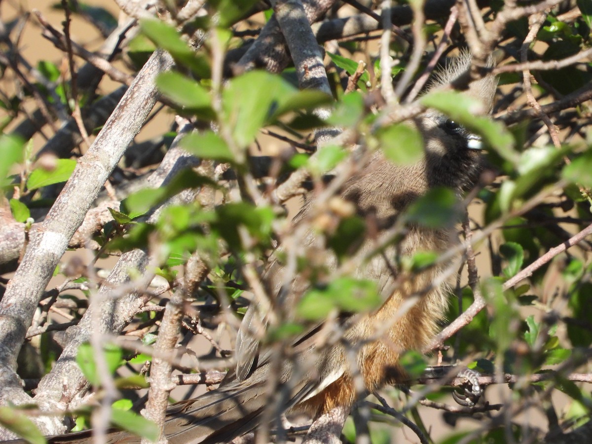 Speckled Mousebird - ML339032671