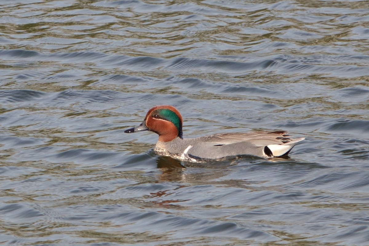 Green-winged Teal - ML339037931