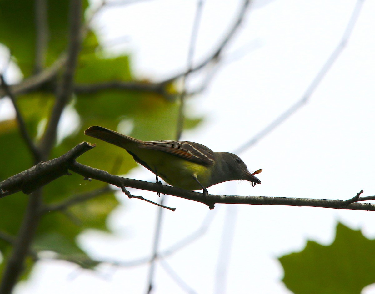 Great Crested Flycatcher - ML339041351