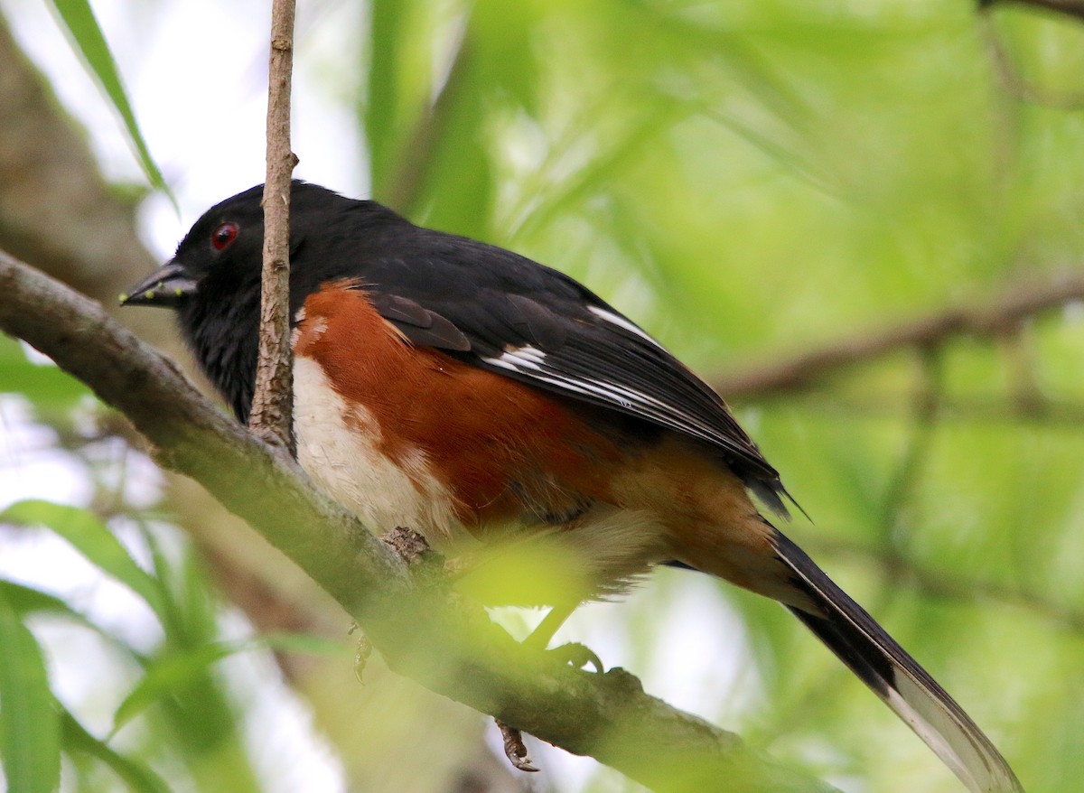 Eastern Towhee - ML339042011