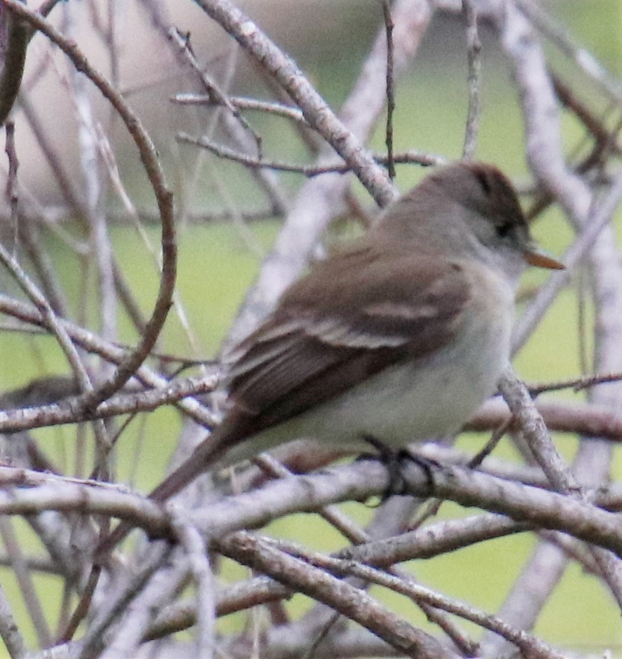 Willow Flycatcher - ML339043461