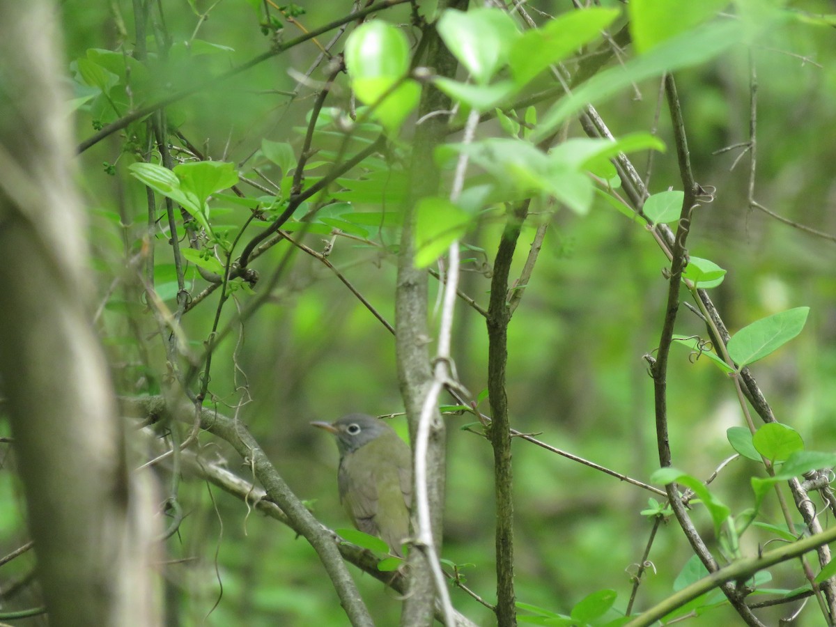 Connecticut Warbler - ML339044641