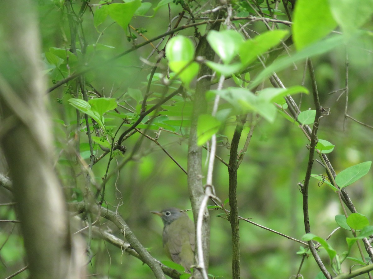 Connecticut Warbler - ML339044671