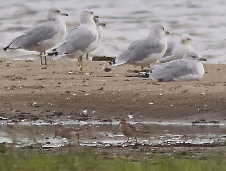 Buff-breasted Sandpiper - Johanne Charette