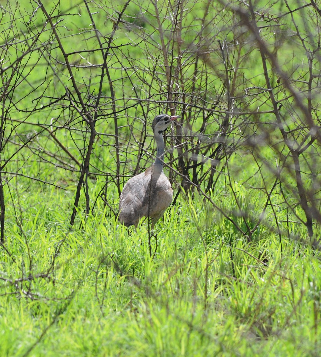 White-bellied Bustard - Marek Latkowski