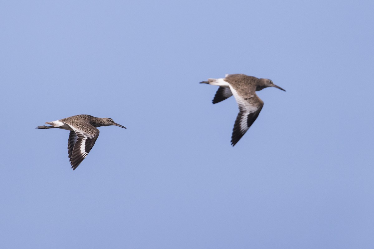 Willet (Eastern) - Michael Stubblefield