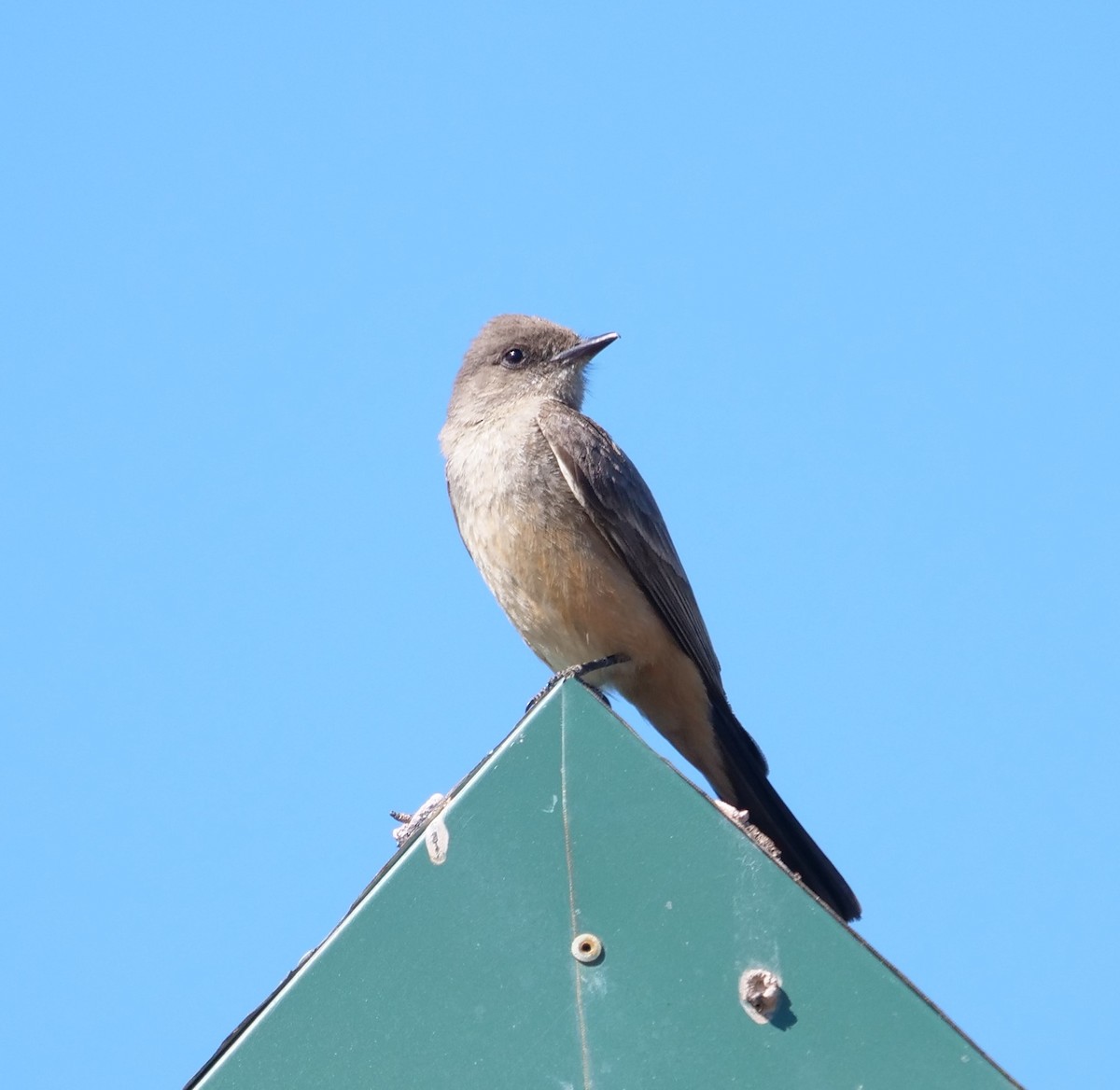 Say's Phoebe - ML339047421