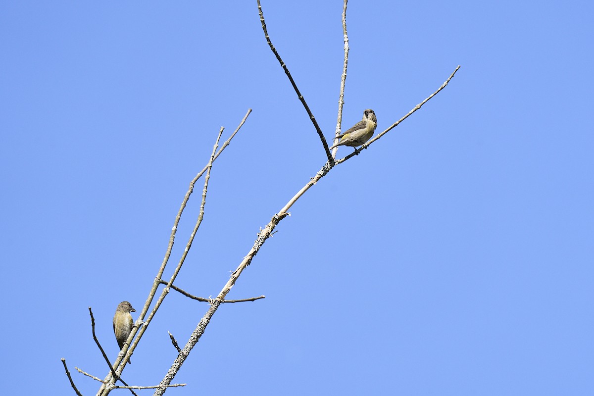 Red Crossbill - ML339048131