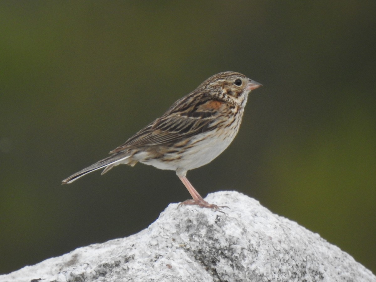 Vesper Sparrow - ML339049471