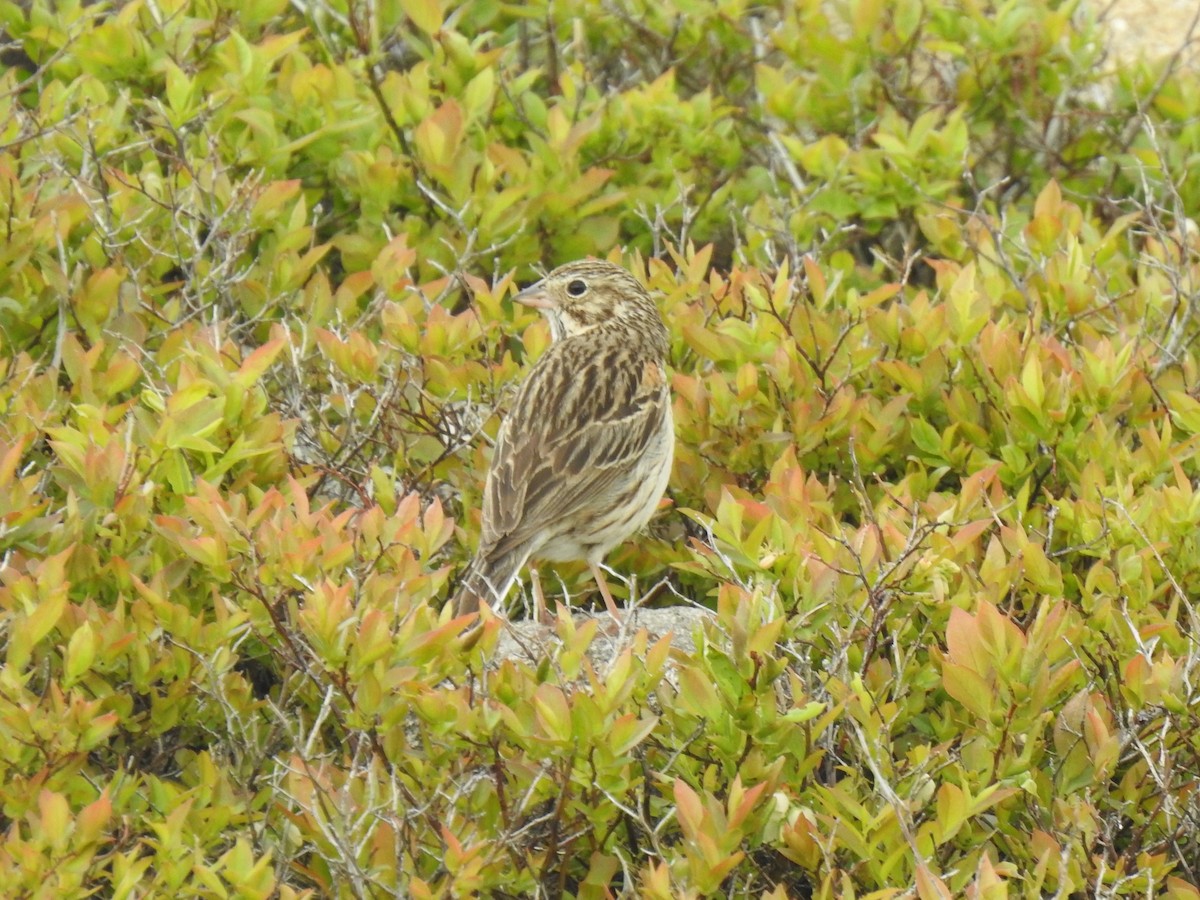 Vesper Sparrow - ML339049501