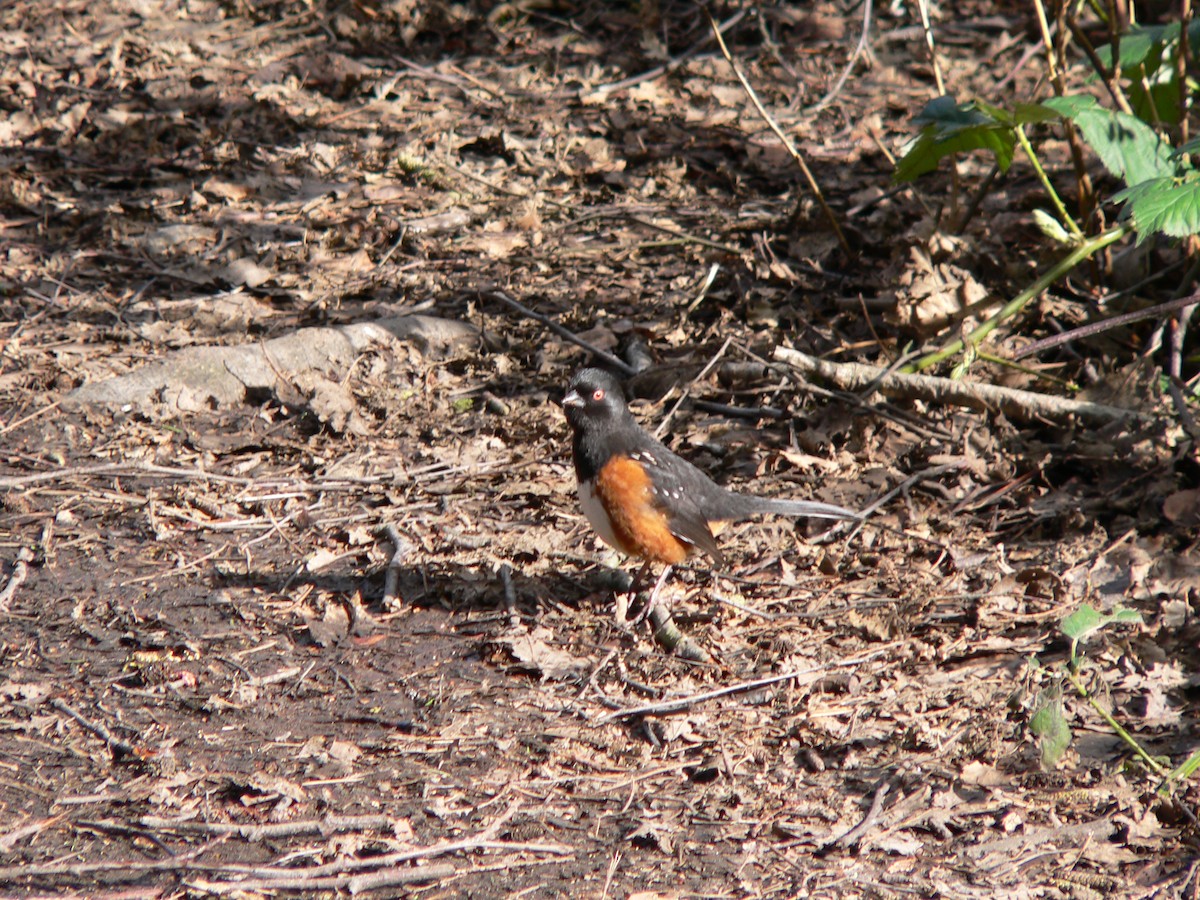 Spotted Towhee - ML33905061