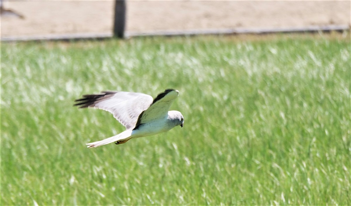 Northern Harrier - ML339050901